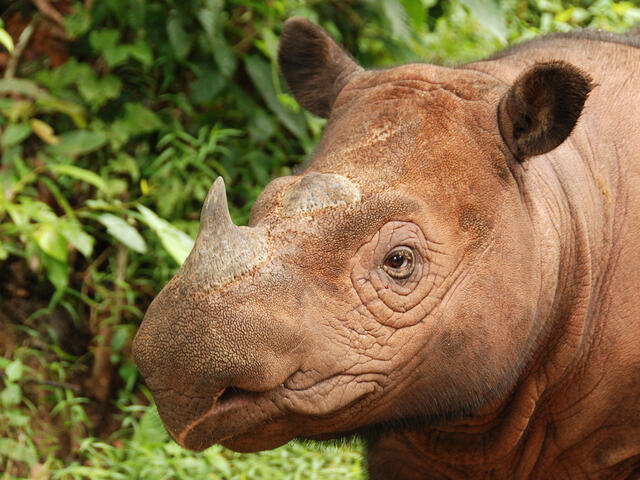 Tê giác Sumatra (Dicerorhinus sumatrensis), loài  động vật cực kỳ quý hiếm từng sống ở Việt Nam, nay chỉ còn tồn tại duy nhất tại Indonesia. Với giá trị của sừng tê giác thậm chí còn hơn cả vàng, loài động vật này trở thành mục tiêu của những kẻ săn trộm trên toàn cầu, khiến số lượng tê giác giảm sút nghiêm trọng. (Ảnh: WWF)