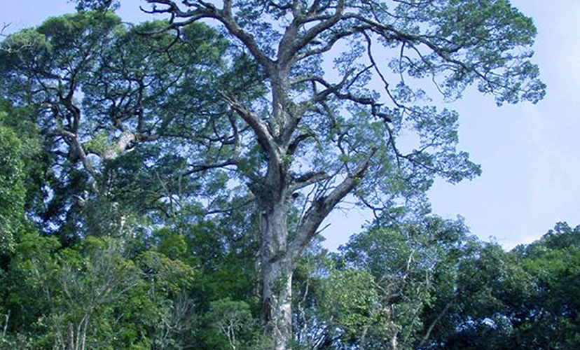 Thông 2 lá dẹt (Pinus krempfii) là một  loài cây quý hiếm chỉ duy nhất có ở Việt Nam, sống tại độ cao khoảng 2.000m. (Ảnh: Bảo tàng Lâm Đồng)