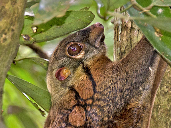 Chồn bay Sunda (Galeopterus variegatus) là  loài vật kỳ lạ tại Việt Nam, là thú nhưng lại có "cánh" và có thể lượn như chim. (Ảnh: Ecology Asia)