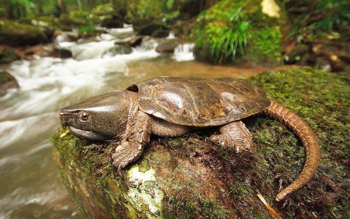 Việt Nam là nơi sinh sống bản địa của 25  loài rùa khác nhau (chưa gồm các loài rùa biển). Trong số đó, rùa đầu to (Platysternon megacephalum) được coi là loài rùa kỳ lạ nhất.