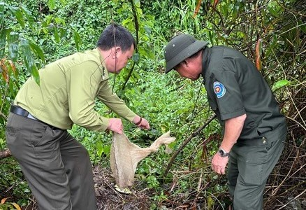 Con  trăn đất này nặng 0,7kg và chưa trưởng thành, xuất hiện trong khu dân cư tại thôn An Sơn, xã Hòa Ninh. Sau khi nhận thấy tình trạng sức khỏe ổn định, lực lượng chức năng đã tiến hành tái thả con trăn này về rừng tự nhiên tại xã Hòa Ninh. (Ảnh: Lao động)