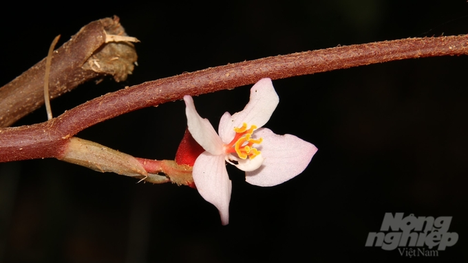 Các nhà khoa học vừa phát hiện một  loài cây mới có tên thu hải đường hoa thưa (Begonia laxiflora) tại Khu Bảo tồn thiên nhiên Đakrông, tỉnh Quảng Trị. (Ảnh: Nông nghiệp Việt Nam)