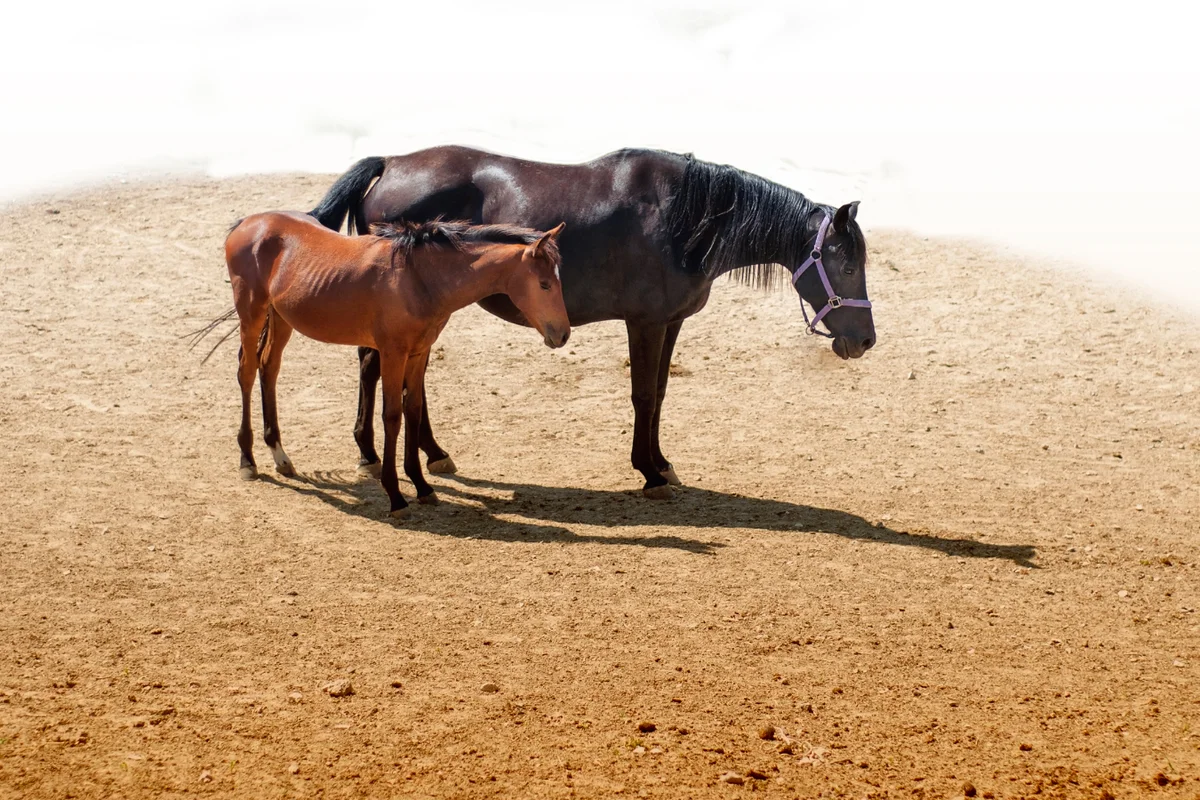  Ngựa là loài động vật có vú thuộc họ Equidae và có khả năng ngủ đứng thay vì nằm xuống, đây là một đặc điểm tiến hóa để giúp chúng tránh khỏi thú săn mồi. (Ảnh: Scientific American)