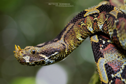  Rắn Bitis nasicornis, thường được biết đến với tên gọi rắn sừng tê giác, là một loài rắn độc thuộc họ Viperidae. Loài rắn này nổi bật không chỉ vì độ nguy hiểm mà còn bởi vẻ ngoài vô cùng đặc biệt và bắt mắt, khiến bất kỳ ai tình cờ nhìn thấy cũng phải "nổi da gà".(Ảnh: iNaturalist)