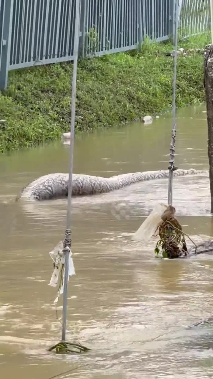 Con " quái thú" này trông yếu ớt và bị mắc kẹt ở khu vực ngập lụt, có thể đã ăn gà của người dân địa phương. Người dân Mohammad Sobri Abdulrahman cho biết con trăn không có nơi nào để đi khi khu vực bị ngập lụt. Khi Mohammad trở về vào ngày 3/12, con trăn lưới đã chết, nằm gần lỗ của một cống thoát nước. (Ảnh: Người đưa tin)