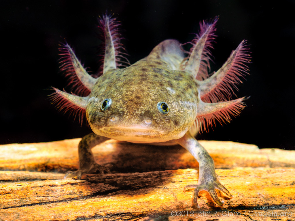 Kỳ nhông Axolotl, hay " khủng long 6 sừng", là loài lưỡng cư quý hiếm từ Mexico, sống chủ yếu ở hai hồ Xochimilco và Chalco. (Ảnh: iNaturalist)