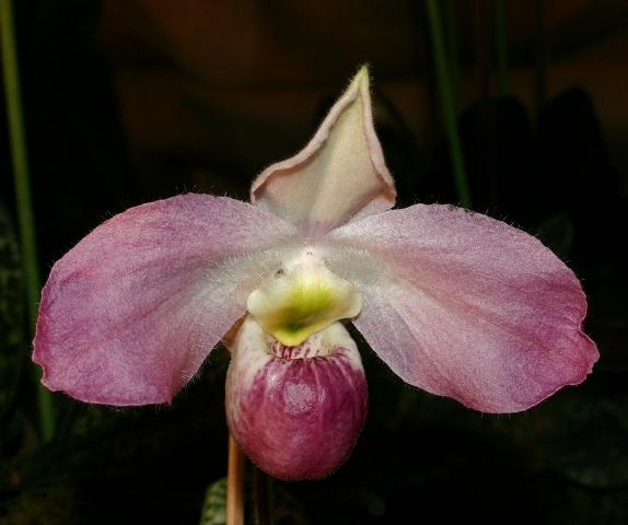 Lan hài  Việt Nam (Paphiopedilum vietnamense) là loài lan đặc hữu, chỉ mọc tại huyện Đồng Hỷ, Thái Nguyên, là "báu vật" không nơi nào khác trên thế giới có. (Ảnh: Wikipedia)