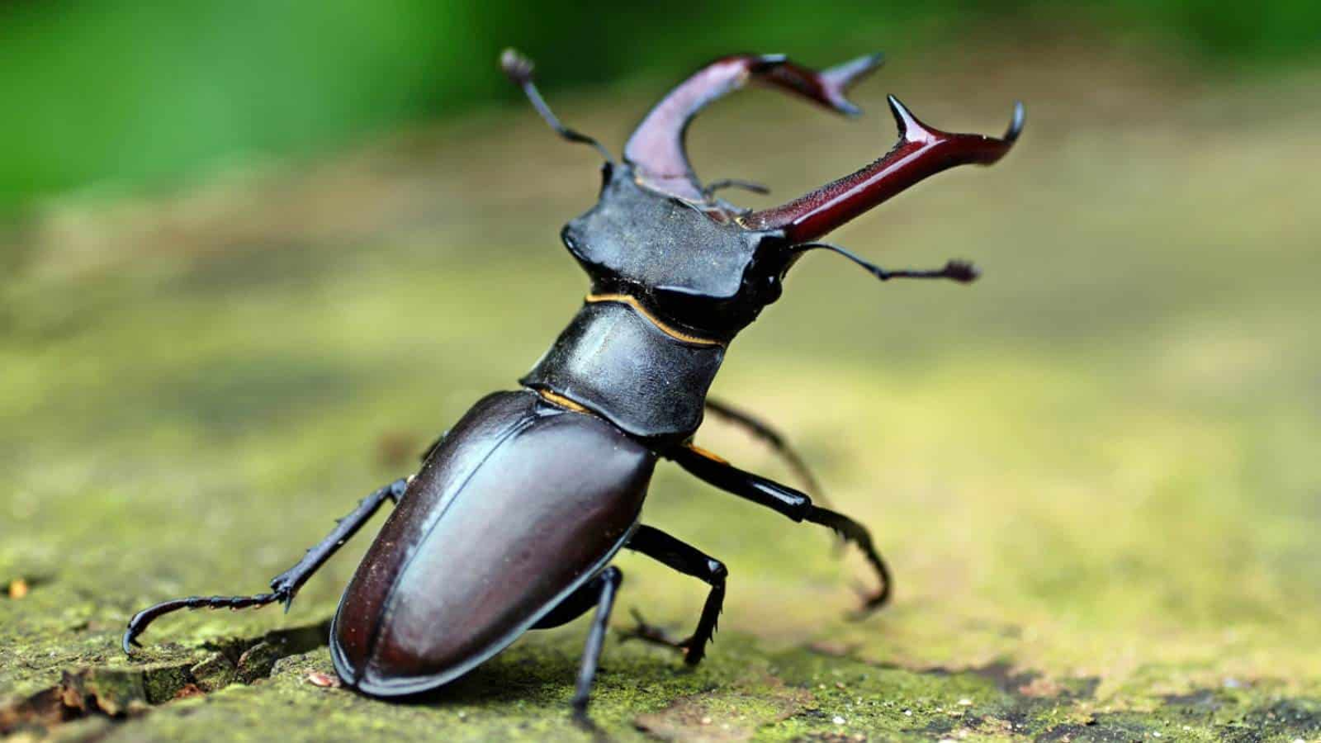 Bọ cánh cứng Stag Beetles được mệnh danh là loài  côn trùng đắt nhất thế giới, có giá tới 2 tỷ đồng/con nhờ ngoại hình độc đáo và sự khan hiếm.(Ảnh: Planet Natural)