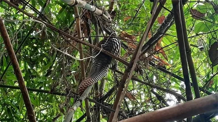 Sau khi nhận ra đây là một  động vật quý hiếm, loài nằm trong Sách Đỏ và có nguy cơ tuyệt chủng, anh Duy đã tự nguyện giao nộp con tê tê Java cho cơ quan chức năng. (Ảnh: DNVN)