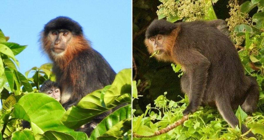  ‘Con khỉ bí ẩn’ của Borneo: Một ' con khỉ bí ẩn; được phát hiện ở Borneo, chúng có ngoại hình rất lạ, điều này kích thích sự tò mò và khám phá. Hóa ra chúng là con lai giữa khỉ vòi (Nasalis larvatus ) – nổi tiếng với chiếc mũi dài và voọc bạc ( Trachypithecus cristatus ). Loài khỉ lai ở Borneo đặc biệt hiếm vì nó đến từ hai loài có quan hệ họ hàng xa nhưng không cùng chi.