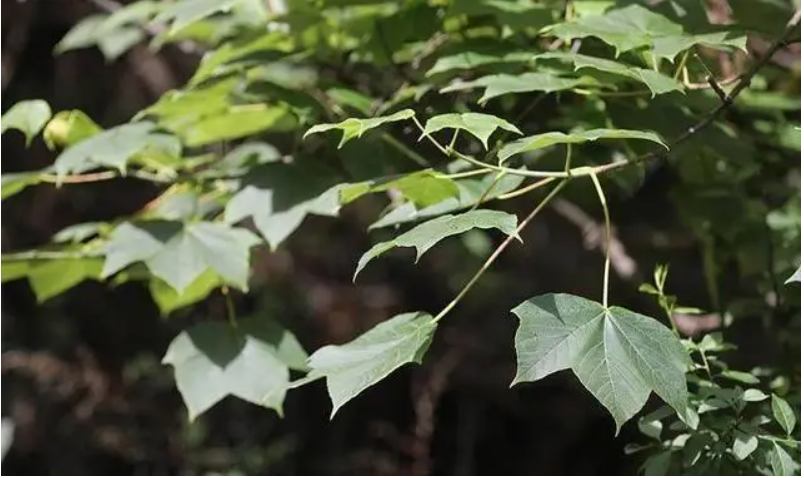 Phong Dạng Tỵ,  loài cây quý hiếm ở Vân Nam, Trung Quốc, chỉ còn lại 5 cá thể được phát hiện vào năm 2002. (Ảnh: Sohu)