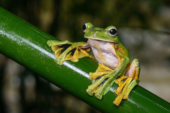  Ếch bay Wallace (Rhacophorus nigropalmatus). Kích thước: Dài 7 - 10cm. Vùng phân bố: Bán đảo Mã Lai và các đảo của Indonesia, Malaysia.