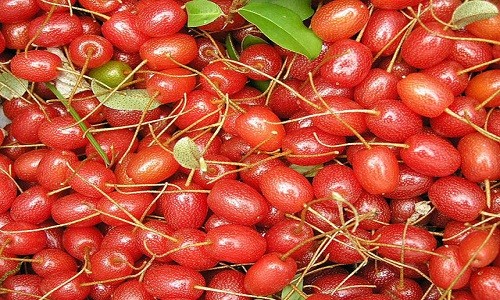 Những trái  nhót tây còn có tên gọi là nhót Goumi Berries, khi ăn sẽ có vị ngon và ngọt.