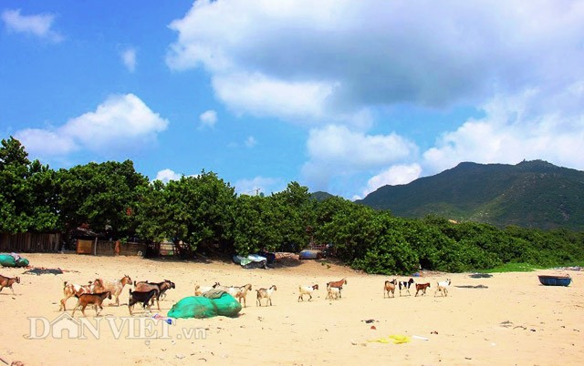  Cây tra bảo vệ ngôi làng khỏi nạn gió, cát và cho bóng mát. Vì vậy, chúng được người dân trong làng trân trọng như báu vật. Cạnh mái nhà lụp xụp nằm sát biển, gia đình bà Nguyễn Thị Huyện (60 tuổi, trú làng chài Trung Lương) có gần 20 cây tra vẫn đang rọi bóng mát.