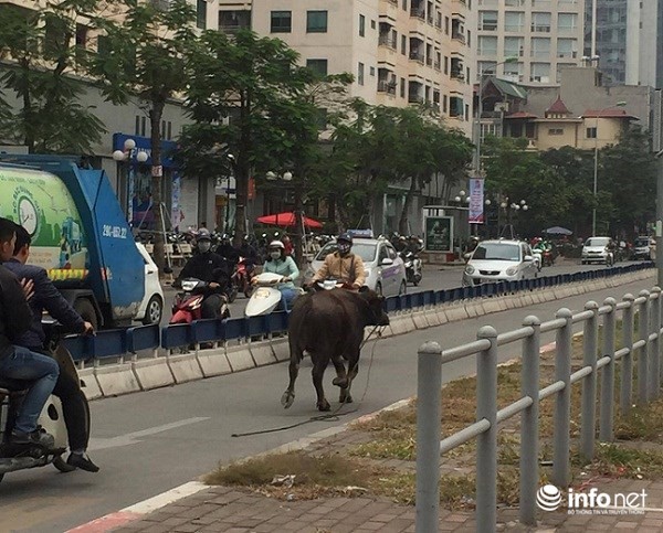 Khoảng 14h chiều nay (11/12), ở khu Yên Hòa (quận Cầu Giấy, Hà Nội) xuất hiện 1 con trâu điên chạy xổng ra phố. Con trâu chạy ra đường Hoàng Đạo Thúy ngược lên đường Lê Văn Lương rồi ra Láng Hạ. Ảnh: Con trâu chạy ngược làn xe buýt BRT