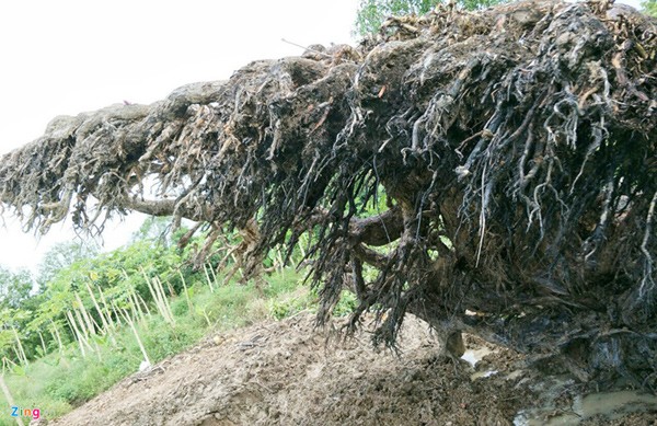 Ông Mai Kiên ở phường 5, TP Sóc Trăng (Sóc Trăng), cho biết hai năm trước trong một lần đi công việc ở xã Nhơn Mỹ (huyện Kế Sách), ông phát hiện  cây mù u 200 năm tuổi trong vườn của một cụ ông hơn 80 tuổi.