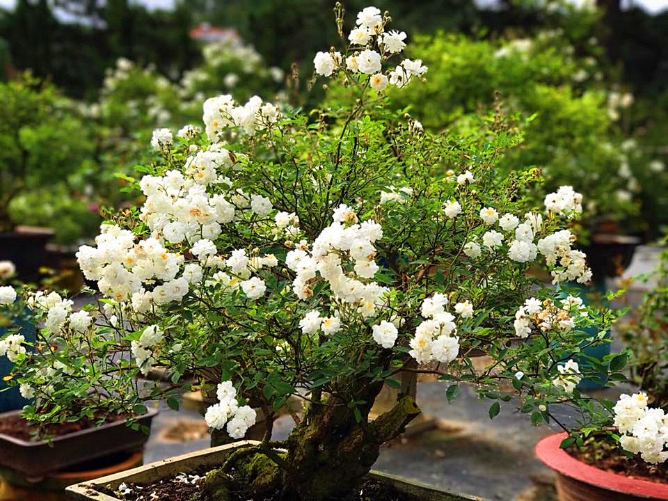 Hoa hồng  bonsai đang là xu hướng chơi hồng mới ở nước ta. Bonsai thường là dáng cây nhỏ, thế cây đẹp mắt, gốc cây cổ thụ, xù xì. Ảnh: FB Hoa hồng Bonsai