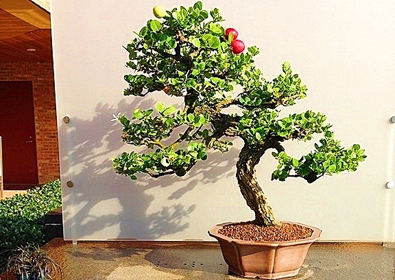  Bonsai  siro Đài Loan Carissa macrocarpa là cây thân gỗ, giống lá nhỏ, sống lâu năm, mọc bụi cao 1 – 3 m, phân cành ngay sát gốc, có gai nhọn hướng lên. Ảnh: Vườn ươm cây cảnh ILG.