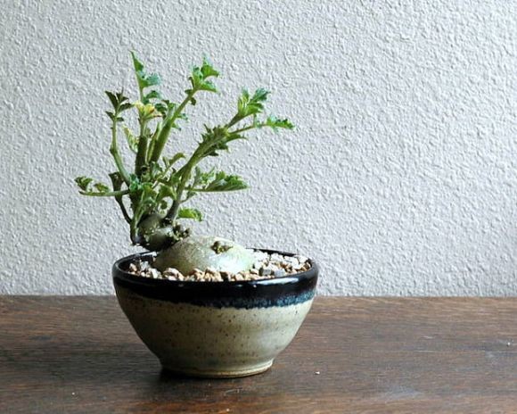 Cây khoai tây  bonsai đang gây sốt trên thị trường cây cảnh Tết 2018. Ảnh: Internet.