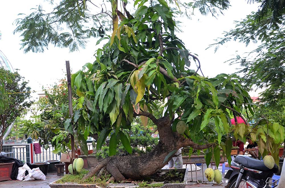 Chậu  bonsai xoài đẹp mắt cho thấy phần nào cái khó và độ cầu kỳ của nghệ nhân. Ảnh: Internet.