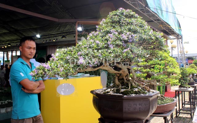 Tại buổi công bố kết quả hội thi bonsai sáng ngày 21/6 ở Trung tâm Công nghệ sinh học TP.HCM, với chậu kiểng linh sam, nghệ sĩ  Hoài Linh đã vinh dự nhận giải nhất cho thể loại bonsai lớn, trị giá giải thưởng 4 triệu đồng. Ảnh: Dân Việt.