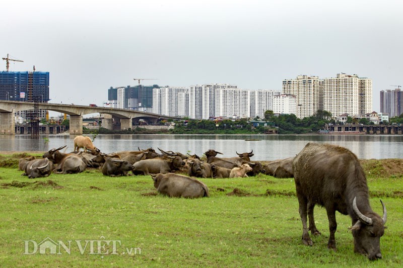  Nuôi trâu giữa Hà Nội, thả hoang ngay dưới chân cầu Vĩnh Tuy, thuộc khu vực bãi giữa Sông Hồng, quận Long Biên (Hà Nội) là đàn trâu nái lên tới gần 200 con của vợ chồng ông Nguyễn Văn Tiến.