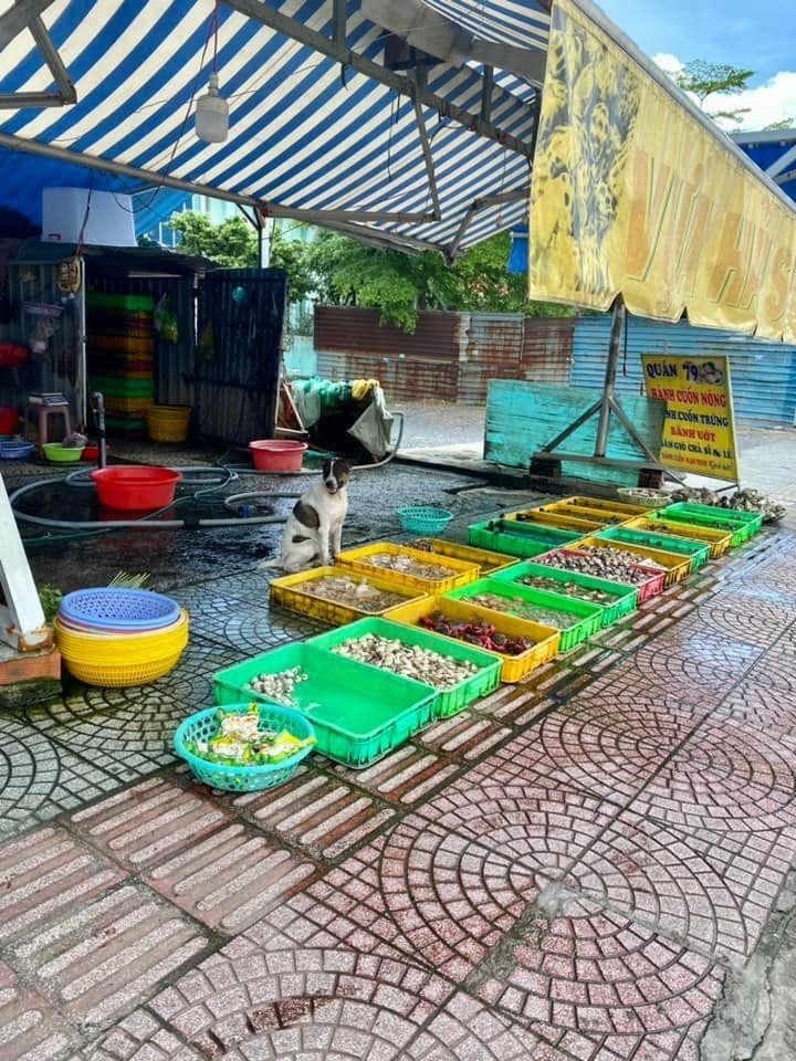 Không chỉ là những "người bạn bốn chân",  chó mèo còn được chủ nhân giao phó nhiệm vụ bán hàng với đủ "thủ đoạn" dụ dỗ khách.