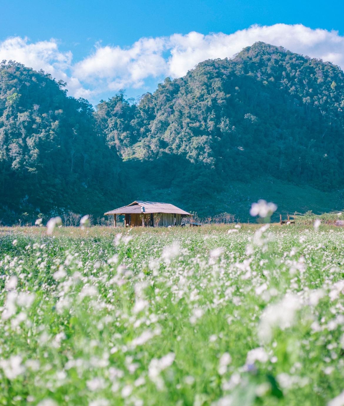  Mộc Châu là một điểm đến không còn xa lạ gì với những tín đồ đam mê xê dịch, đặc biệt vào thời điểm giao mùa nơi đây là thiên đường của những loài hoa xinh đẹp, nhẹ nhàng. Ảnh: Bùi Ngọc Công