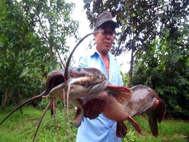  Con cá trê  khủng nói trên được ông Hoàng Trung Thành (Khu vực 2, Phường 4, TP Vị Thanh, tỉnh Hậu Giang) bắt được mới đây trong quá trình bơm rút nước trên ruộng của gia đình ra bên ngoài để chuẩn bị thu hoạch lúa thu đông.