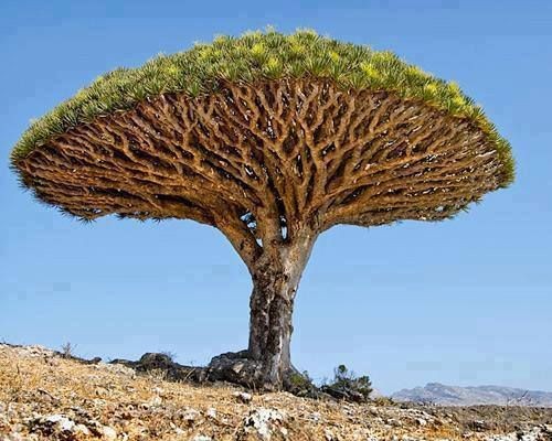  Cây máu rồng, Socotra: Đôi khi chúng được gọi đơn giản với cái tên "Cây rồng Socotra". Cây máu rồng có hình dáng như những chiếc ô hướng lên trên để hứng từng giọt nước từ sương hoặc những cơn mưa hiếm hoi nhỏ xuống phần thân và rễ.