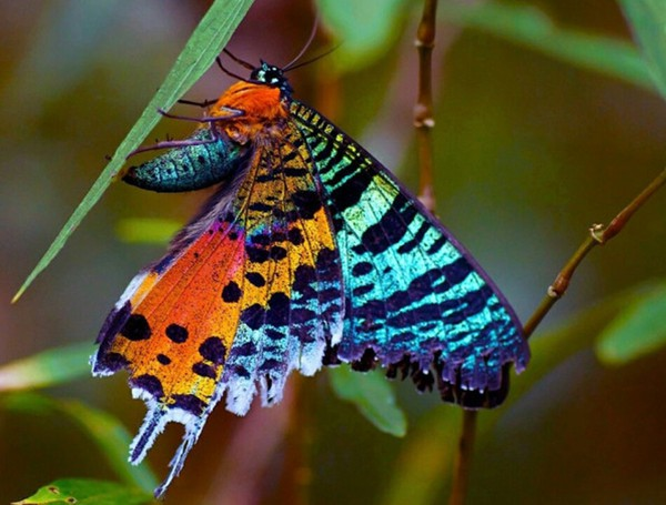  Bướm hoàng hôn: là một loài sâu bọ cánh vảy (lepidopteran) độc đáo đầy màu sắc. Bướm đêm hoàng hôn có chiều dài sải cánh tới 11 cm và thường bị nhầm lẫn với những con bướm ngày do màu sắc khá sặc sỡ.