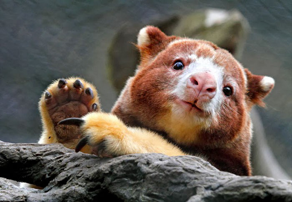  Chuột túi sống trên cây hay chuột túi cây (tree-kangaroo) có tên khoa học là Dendrolagus, thuộc bộ Hai răng cửa.