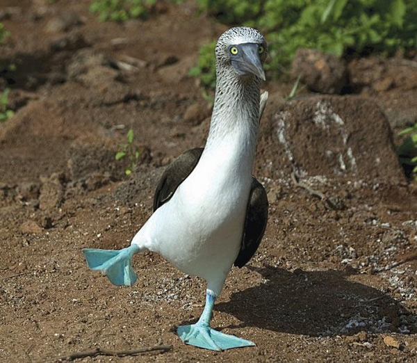 Quần đảo Galapagos là công viên quốc gia của Ecuador và cũng là khu dự trữ hải sinh học quý báu của đất nước này. Ngôn ngữ chính trên đảo là tiếng Tây Ban Nha. Dân số ở đây khoảng 25.000 người.