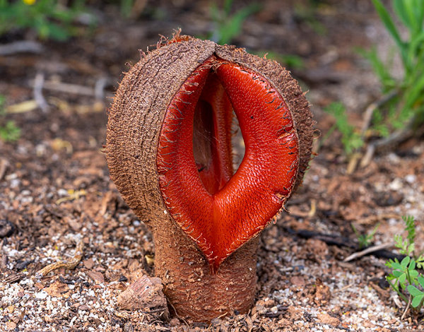 Thường được biết đến dưới cái tên “thức ăn cho chó”,  Hydnora Africana là một loài cây ký sinh được xếp vào loại lạ lùng nhất trên thế giới.