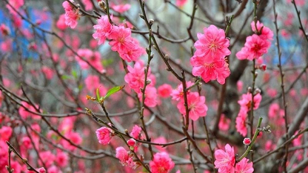 Để cành  hoa đào tươi lâu trong những ngày tết nhiều người thường đốt gốc đào trước khi cắm. Tuy nhiên, đây là việc làm sai lầm thậm chí là phản tác dụng.