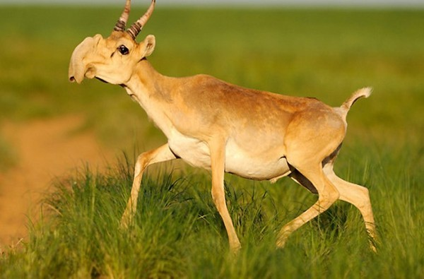  Linh dương Saiga là loài linh dương duy nhất sống ở châu Âu. Con cái của loài vật này được gọi là saiga và con đực được gọi là saiga hoặc margach.