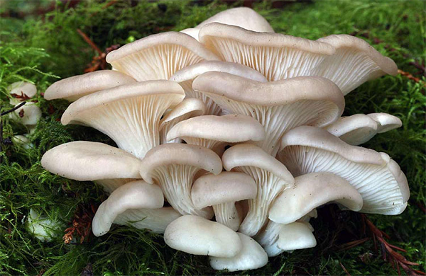  Nấm sò - hay còn gọi là nấm Bào ngư (Pleurotus ostreatus) thường sống ở những khúc gỗ mục hoặc cây gỗ chết. Tuy nhiên, nó không phụ thuộc vào nguồn dinh dưỡng nghèo nàn của các thân cây khô này, mà nhắm vào một nguồn thức ăn khác.