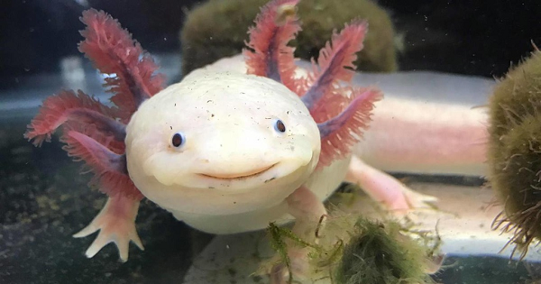  Kỳ giông Mexico (tên tiếng Anh: axolotl) là loài sinh vật đặc hữu của Mexico đang được giới khoa học coi là "báu vật" của phòng thí nghiệm vì khả năng thần kỳ đến khó tin của mình.