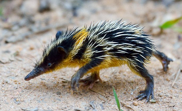 Loài  Tenrec lông sọc có tên khoa học là Hemicentetes semispinosus. Loài này chỉ sinh sống ở một nơi duy nhất là đảo Madagascar.