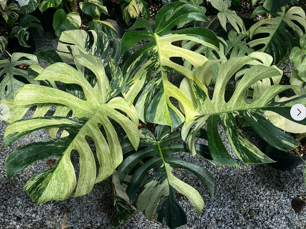 Thời gian gần đây,  cây trầu bà Nam Mỹ (Monstera), trong đó có dòng với tên gọi Mint, được nhiều người chơi cây cảnh "săn lùng" ráo riết.