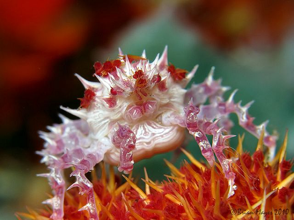 Candy Crab – Cua kẹo (Hoplophrys) có vẻ ngoài vô cùng sặc sỡ, thuộc động vật đơn bào, dài từ 1.5 cm đến 2 cm và thường sống trên san hô mềm. Chúng được tìm thấy phổ biến ở vùng biển Ấn Độ Dương và Thái Bình Dương.