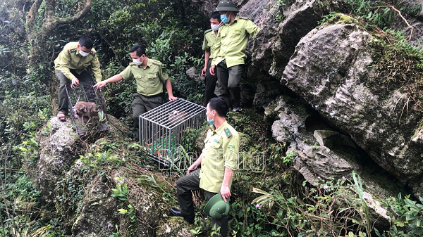 Trước đó, bà Trần Thị Thanh (SN 1972) ở thôn Ngọc Mai, xã Chu Điện, huyện Lục Nam đã tự nguyện  giao nộp 3 cá thể động vật quý hiếm trên cho Hạt Kiểm lâm huyện Lục Nam.