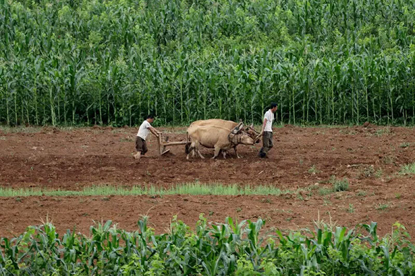  Người dân Triều Tiên đang cày trên cánh đồng dọc cao tốc Bình Nhưỡng – Wonsan ở Sangwon, tháng 7/2017.