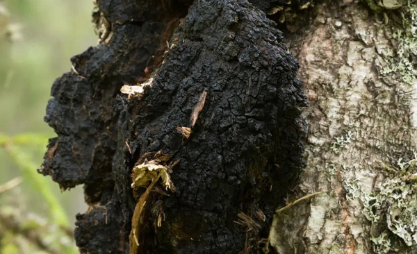 Chaga (Inonotus obliquus) là một  loại nấm ký sinh trên cây bạch dương mọc ở nơi khí hậu lạnh, như Bắc Âu, Nga, Canada, Alaska (Mỹ)... từ lâu được cư dân vùng hàn đới quen dùng để bổ trợ sức khỏe.