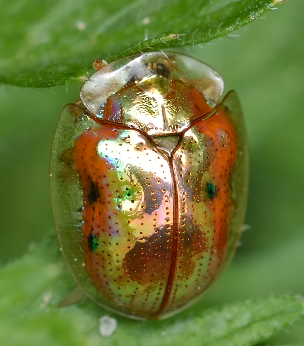 Bọ rùa vàng Charidotella sexpunctata là  loài chân đốt có khả năng thay đổi màu sắc và hình dạng, từ vàng sang đỏ với các chấm đen. Bên cạnh đó chúng còn có thể biến đổi hình dạng tùy vào môi trường bằng cách thay đổi hệ thống luân chuyển mạch trong cơ thể.