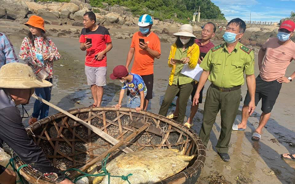 Sau khi  tiếp nhận cá thể rùa biển từ anh Nguyễn Văn Linh, Hạt Kiểm lâm huyện Lộc Hà (Hà Tĩnh) phối hợp với Đồn Biên phòng Cửa Sót tiến hành thả về với môi trường tự nhiên.