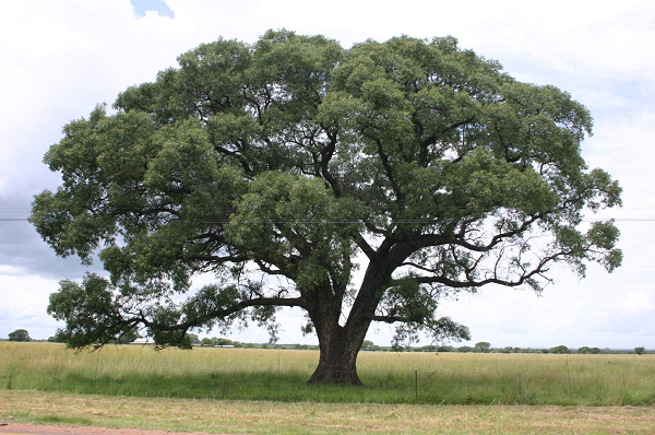  Marula (Sclerocarya birrea) là giống cây mọc phổ biến ở châu Phi, đặc biệt là ở Nam Phi. Giống cây này đã xuất hiện từ cả ngàn năm trước.