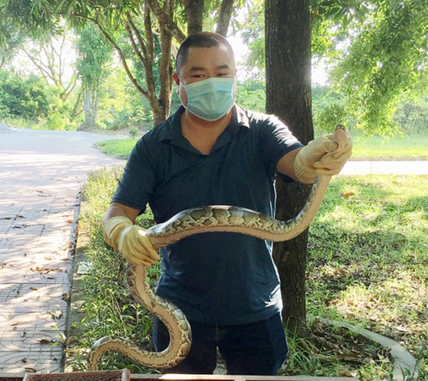 Vừa qua vườn Quốc gia Vũ Quang (Hà Tĩnh) đã tiến hành thả 5 cá thể động vật hoang dã quý hiếm về rừng. Những con vật này đều được tiếp nhận từ người dân.