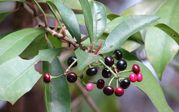  Cây cơm nguội (Ardisia quinquegona Blume), tên gọi khác là cơm nguội năm cạnh, nổ trắng, mác ten, co cáng,… thuộc họ Đơn nem. Quả cây có màu trắng, kết thành chùm nhìn giống cơm nguội nên gọi là "cơm nguội".