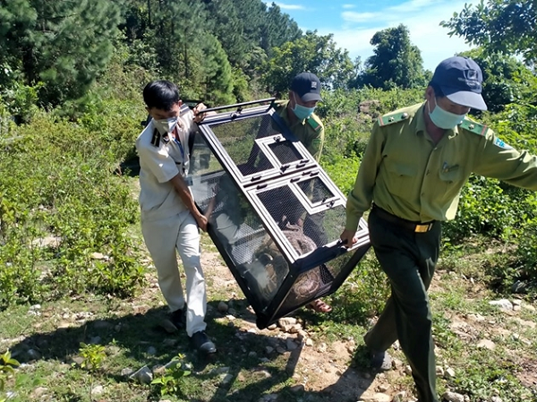 Trước đó, người dân đã phát hiện một con trăn nằm vắt vẻo trên một cây lớn tại đường Đặng Huy Tá (phường Hòa Minh, quận Liên Chiểu). Một số thanh niên đã kéo con trăn này xuống và bắt giữ.